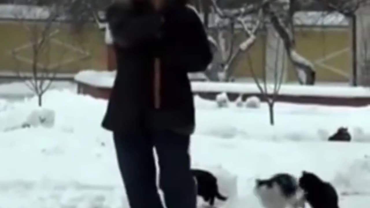 Orthodox Cats #orthodoxy #orthodoxchristian #theotokos #christianity #orthodoxfaith #ορθόδοξοσ