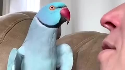 Breaking: Talking Parrot Interacts Adorably With Owner