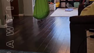 😹🐱 It's Your Cats! They're the REAL Stars of the Show! | FunFM
