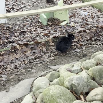 Explorer Bunny on a Mission 🧭