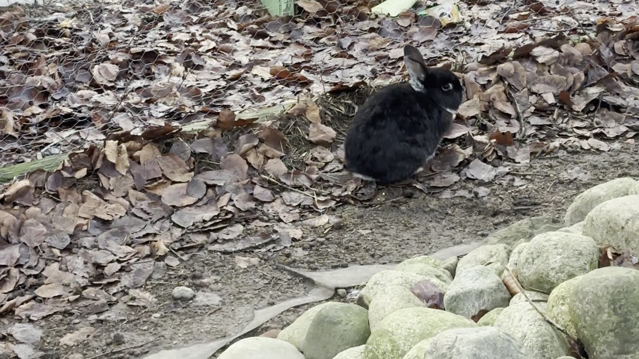 Explorer Bunny on a Mission 🧭