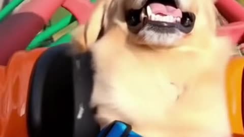 Dog on Roller Coaster 🎢🐶🤣