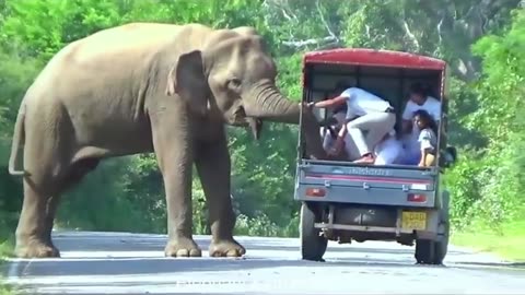 Elephant Attack Sri Lanka