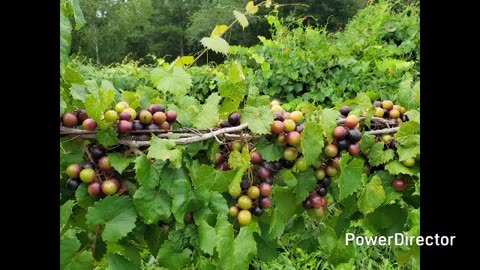 Muscadine grape
