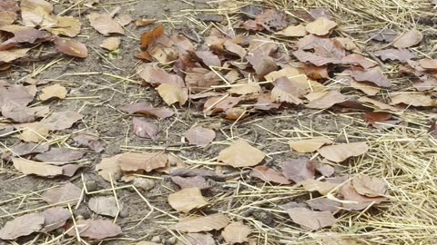 Bunnies playing hide & seek at the farm! 🙈🐰