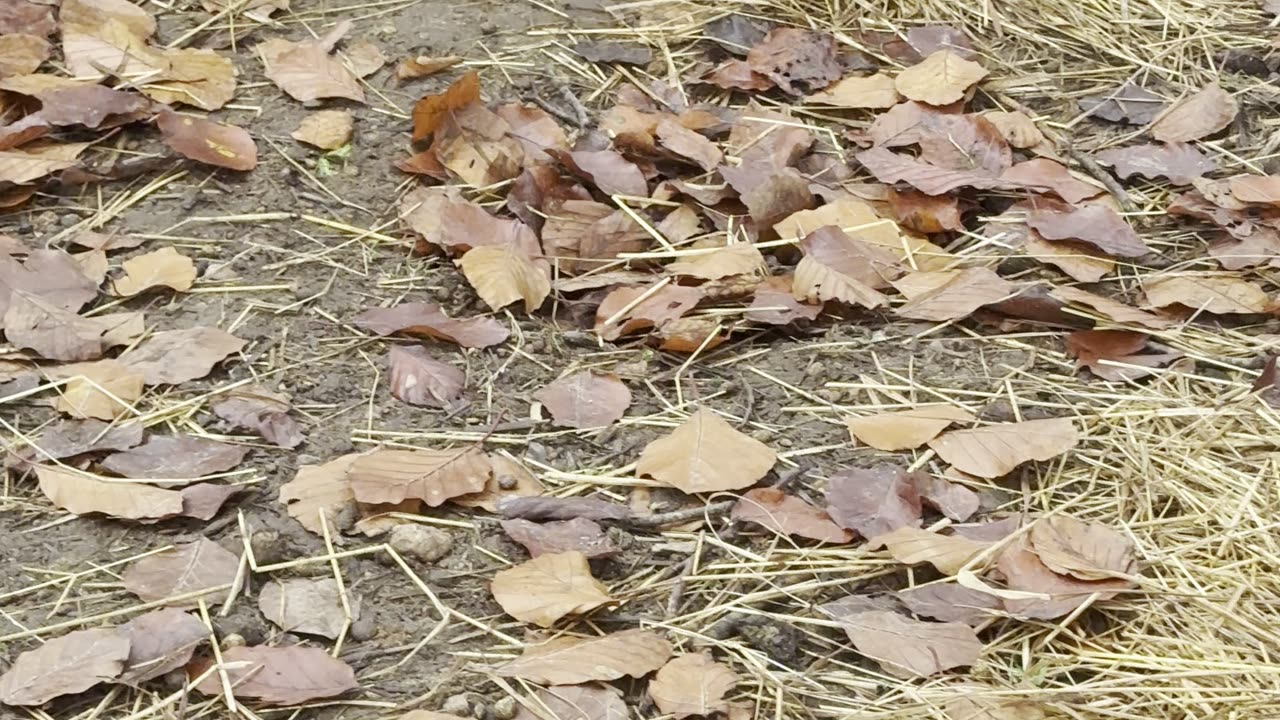 Bunnies playing hide & seek at the farm! 🙈🐰