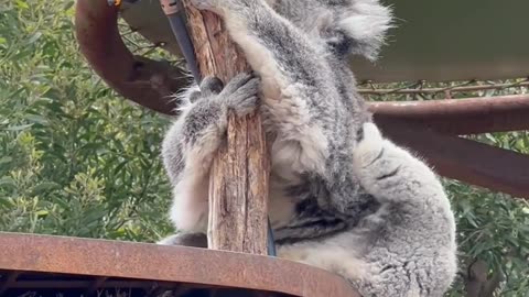 Itchy Koala