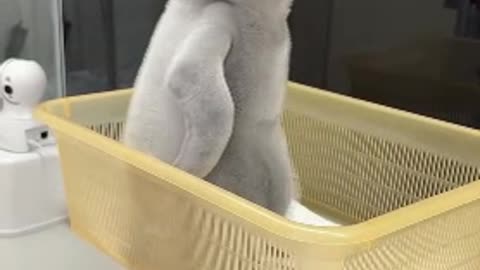 Weighing baby king penguin 😊