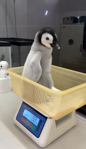 Weighing baby king penguin 😊