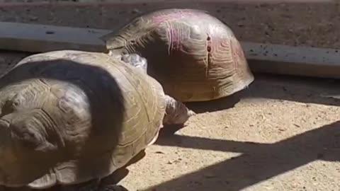 🧠😮 Ever Wonder How Turtles Love? Its Complicated! | FeedMyCuriosity