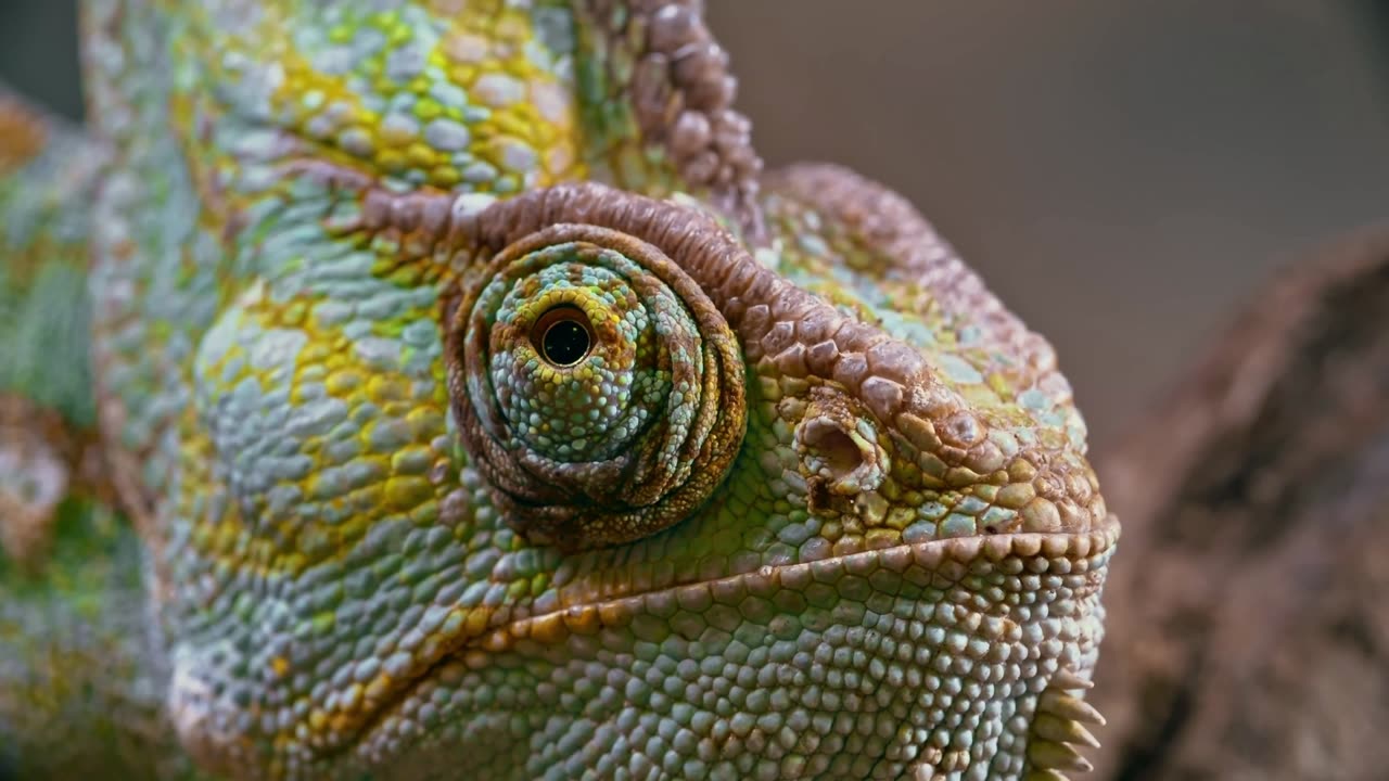 CHAMELEON LIZARD REPTILE