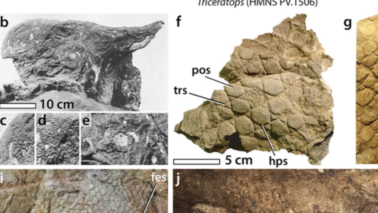 Nasutoceratops: The Dinosaur With the Jumbo Nose