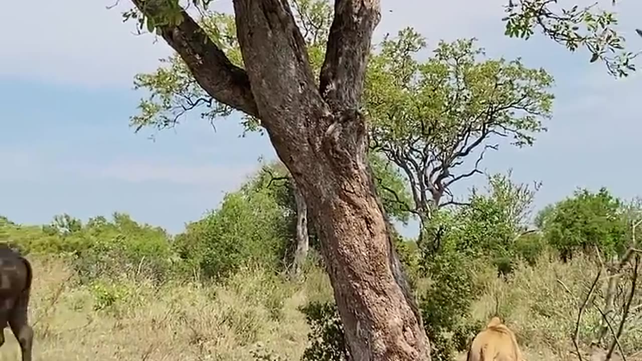 Smart lion outsmarts buffalo 🦁🐃😆