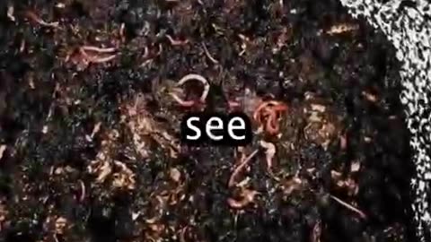 Worm composting