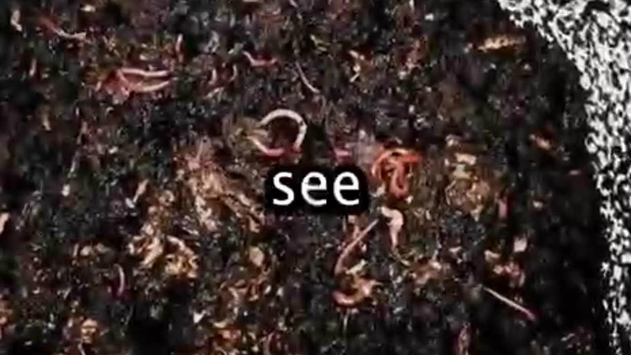 Worm composting