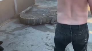 A 12-foot alligator captured near a McDonald’s drive-thru in Macon, Georgia