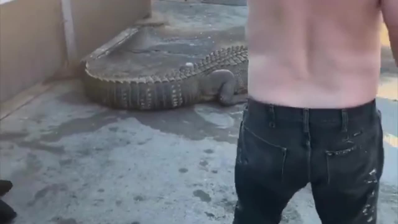 A 12-foot alligator captured near a McDonald’s drive-thru in Macon, Georgia