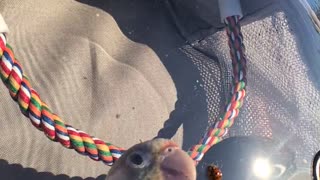🤢🐞 You Won't Believe This Bizarre Snack! Chinese Beetle Eating | FunFM