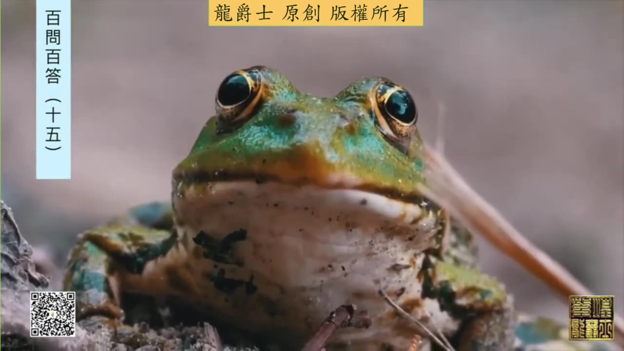 【龍爵士】千問千答 Q163 蟋蟀或青蛙可激發龍魚野性嗎