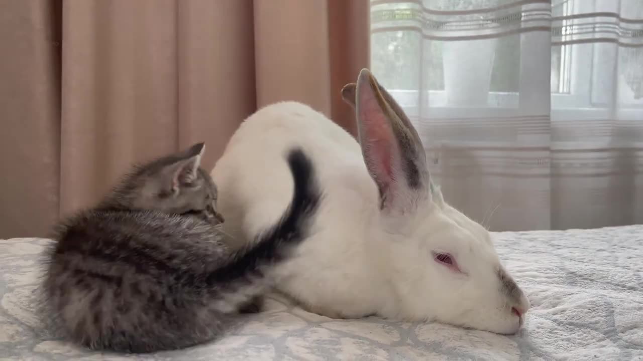 Baby Kitten Plays with Giant Rabbit