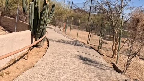 Feeding Time at a Zoo in Hermosillo Sonora Mexico
