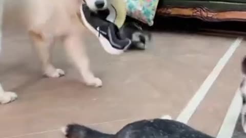Dog Teaches Puppy a Lesson