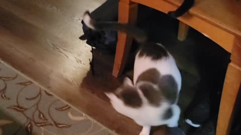 Loki having fun