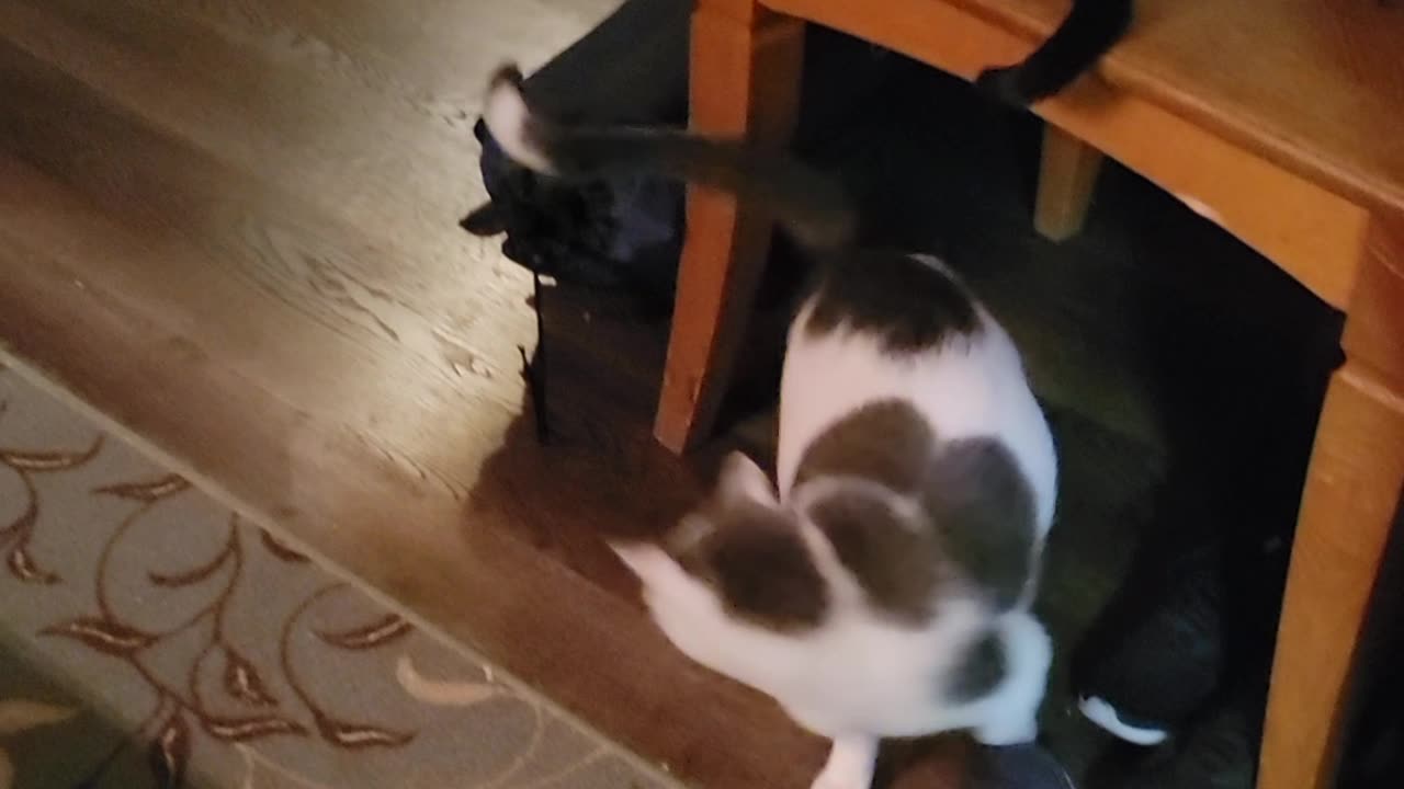 Loki having fun