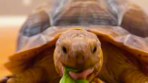 Turtles eating cactus