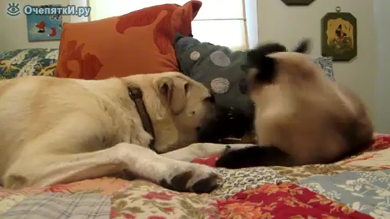 cat boxing