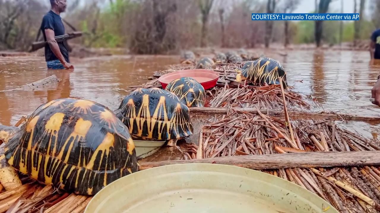 From East TN to Madagascar, Knoxville zoologist helps save endangered tortoise species