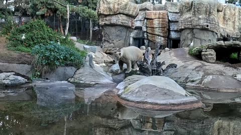 Polar Bear at the San Diego Zoo