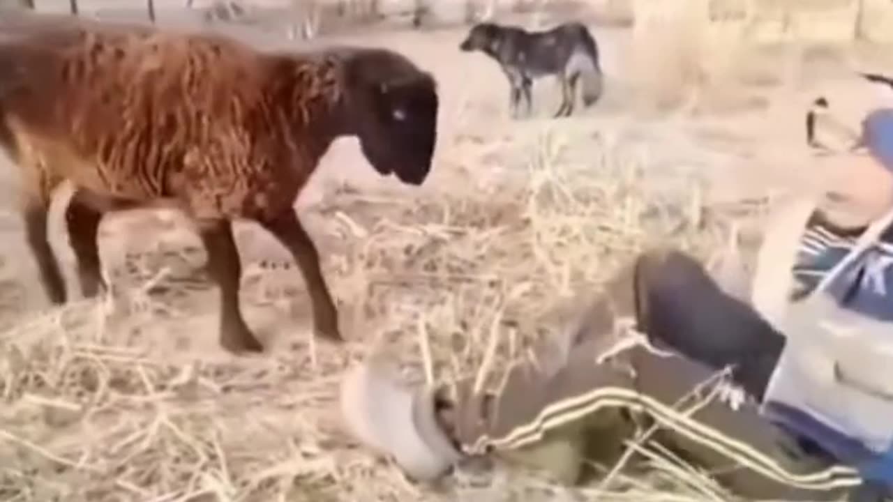 Boy hit by sheep