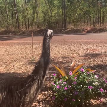 Emu bird