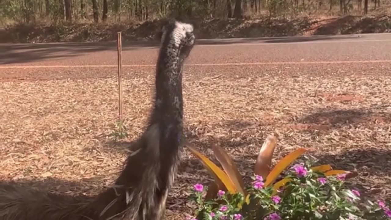 Emu bird