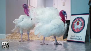 INFOWARS LIVE - 11/25/25: The American Journal with Breanna Morello / The Alex Jones Show / The War Room With Harrison Smith