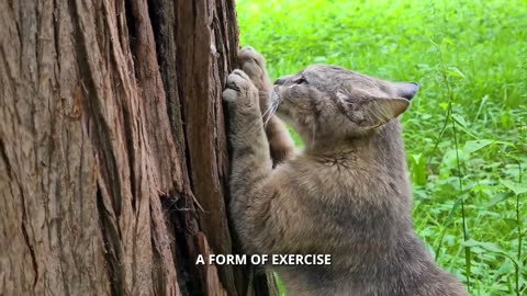 First-Time Cat Owner? Watch This! Essential Tips, Tricks & Secrets for a Happy, Healthy Cat.