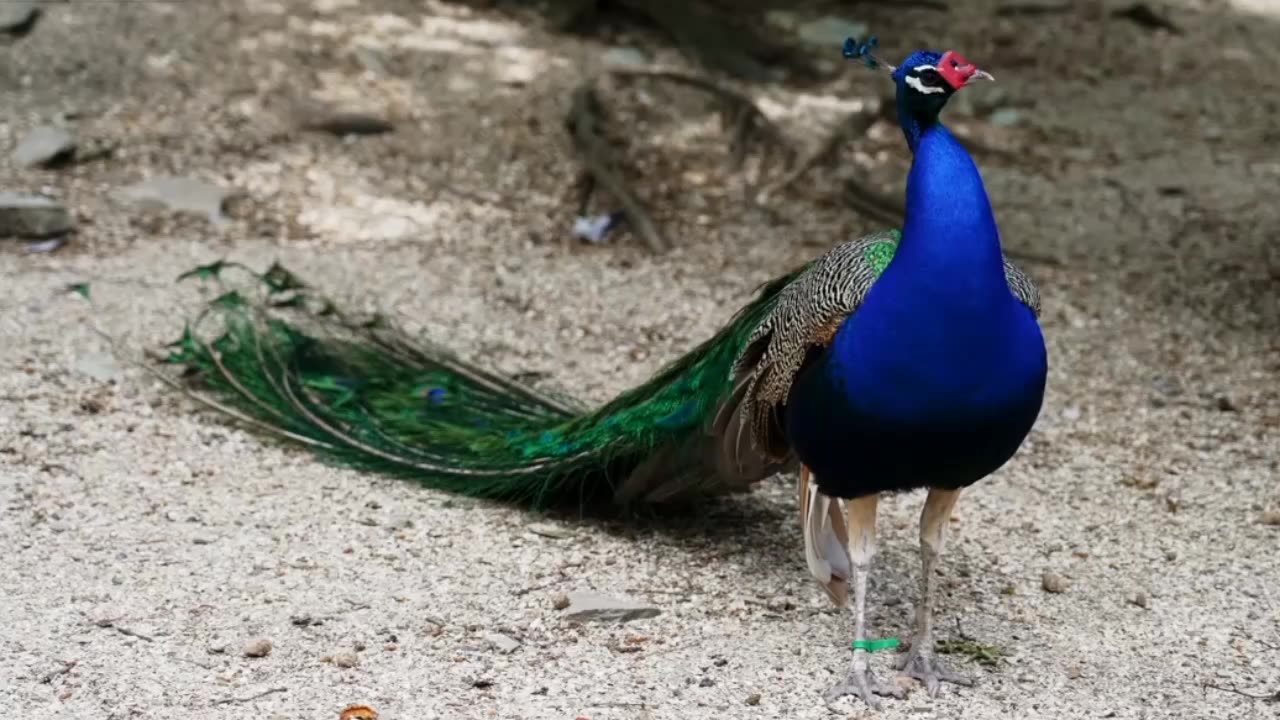 "The Majestic World of Peacocks: Amazing Facts About the King of Birds"