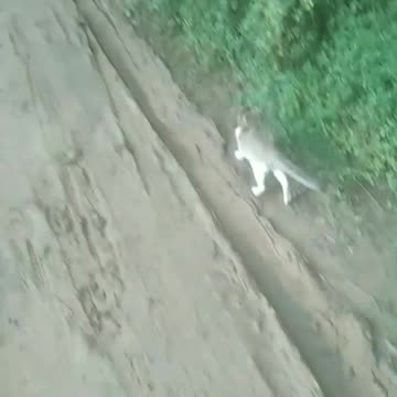 Real cat is very funny