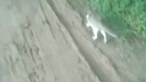 Real cat is very funny
