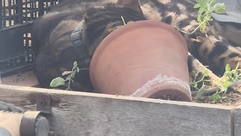 Cat Broke Into a Greenhouse and Found the Cat Nip