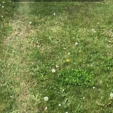 Reflect The Growth | Path and Tarot Reading