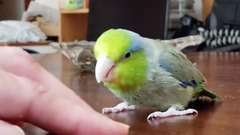 Never Tease A Large Dangerous Amazon Parrot