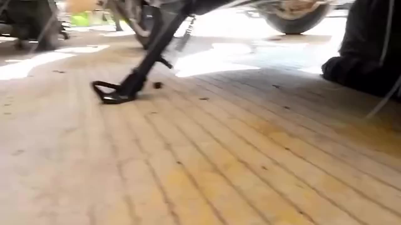 Your cat meets another neighborhood boss