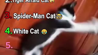 Breaking: Ranking Funny Cat Moment #shorts #funnycatsvideo #memes