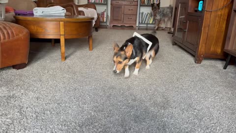 Laszlo Doesn’t Fit Like He Used To