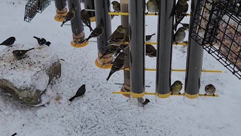 Breakthrough in Goldfinch Attraction Technology!