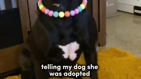 Never Tell Your Dog He's Adopted