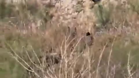 Illegal Aliens Disguised as Construction Workers Arrested near El Paso