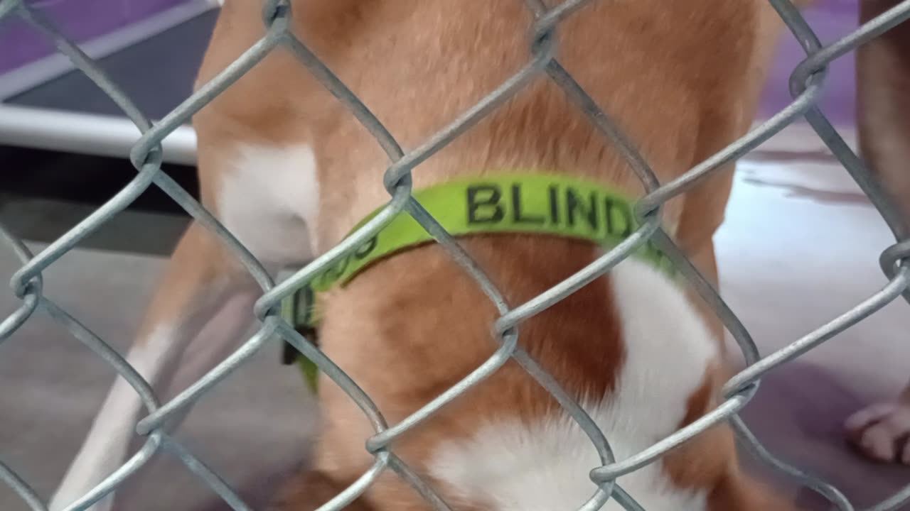 Kuma 1y Pet Id 948375 kennel 24 HSSAZ shelter_20250926_144424606